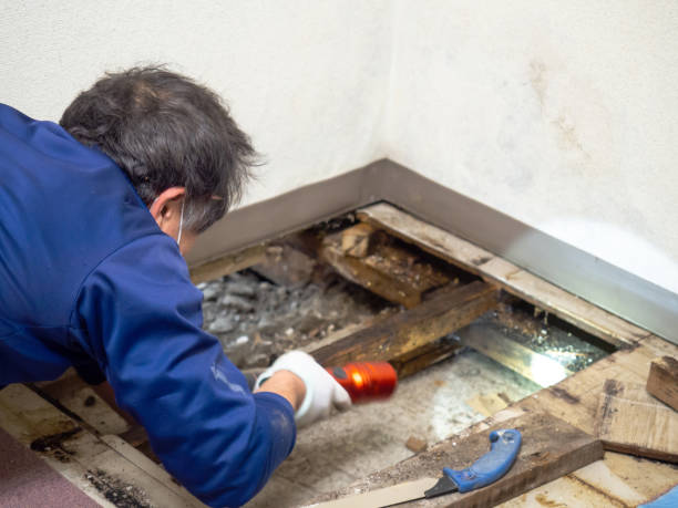Best Certified Mold Removal  in Lakeway, TX