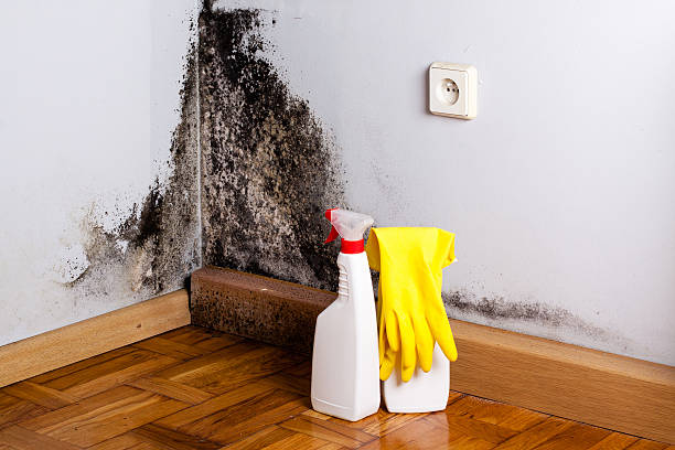 Best Certified Mold Removal  in Lakeway, TX
