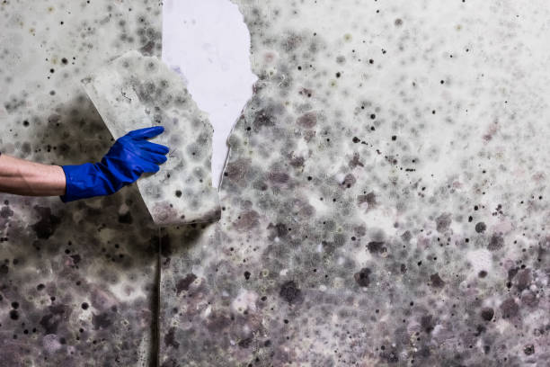 Professional Mold Removal in Lakeway, TX