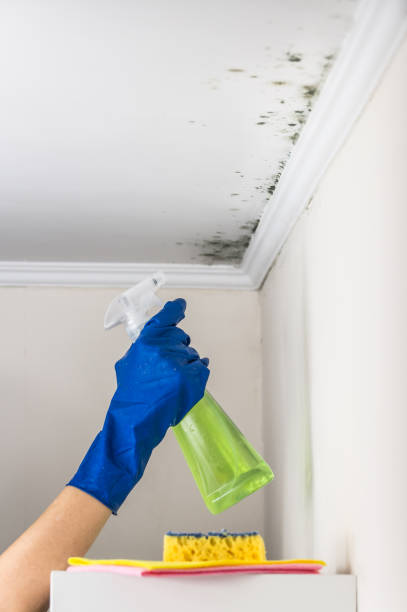 Best Mold Damage Repair  in Lakeway, TX