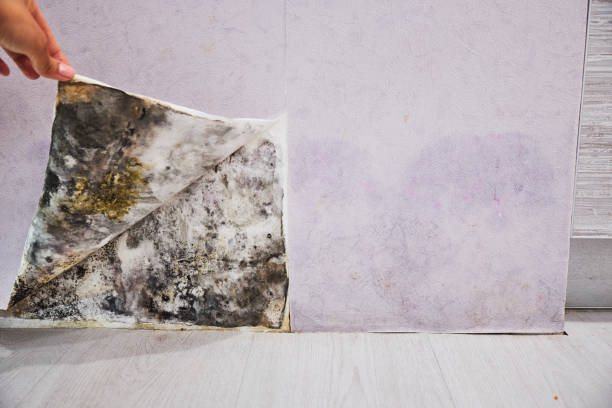 Office Mold Removal Services in Lakeway, TX